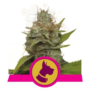 ROYAL QUEEN SEEDS - Kali Dog