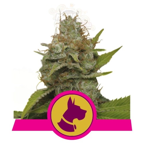 ROYAL QUEEN SEEDS - Kali Dog