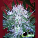 BOMB SEEDS - Auto Bomb