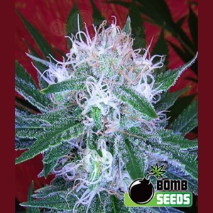 BOMB SEEDS - Auto Bomb