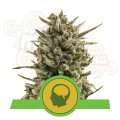 ROYAL QUEEN SEEDS - Amnesia Haze Automatic