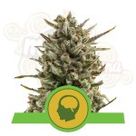 ROYAL QUEEN SEEDS - Amnesia Haze Automatic