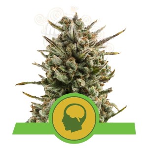 ROYAL QUEEN SEEDS - Amnesia Haze Automatic