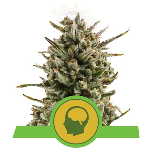 ROYAL QUEEN SEEDS - Amnesia Haze Automatic