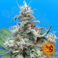 BARNEY’S FARM - Blue Cheese