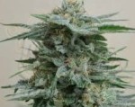 KALASHNIKOV SEEDS - AK Kush