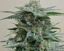 KALASHNIKOV SEEDS - AK Kush