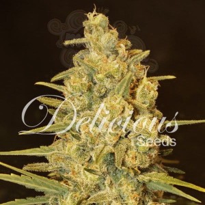 DELICOUS SEEDS - Critical Sensi Star