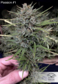 DUTCH PASSION - Passion #1® 