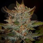 G13 LABS - Blue OG