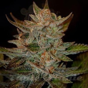 G13 LABS - Blue OG