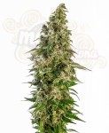 SENSI SEEDS - Afghani #1 Automatic