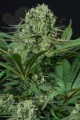 DINAFEM - Cheese CBD