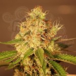 G13 LABS - Auto Diesel