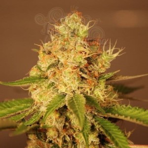 G13 LABS - Auto Diesel