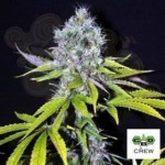 CBD Crew - CBD Yummy
