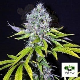 CBD Crew - CBD Yummy