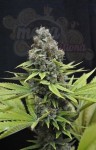 CBD Seeds - Shark