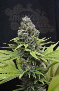 CBD Seeds - Shark