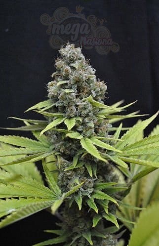 CBD Seeds - Shark