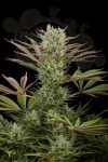 DINAFEM - Deep Cheese