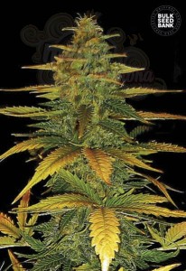 BULK SEED BANK - Auto Wild Dwarf