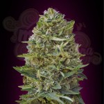 00 SEEDS BANK - Caramel Kush