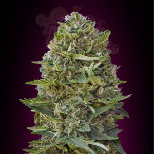 00 SEEDS BANK - Caramel Kush
