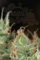 DINAFEM - Dinamed CBD Plus