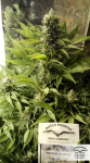 DUTCH PASSION - Durban Poison®