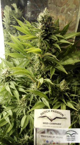 DUTCH PASSION - Durban Poison®