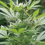 AMARANTA SEEDS - Easy Bud