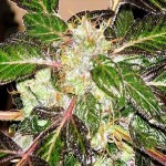 SAGARMATHA - Indica XXL