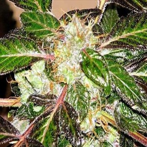 SAGARMATHA - Indica XXL