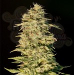 GENEHTIK - OG Lemon Bilbo