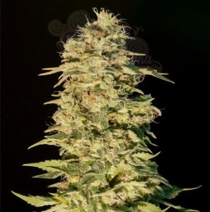 GENEHTIK - OG Lemon Bilbo