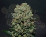 KALASHNIKOV SEEDS - Kalashnikov Express