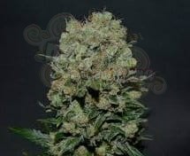 KALASHNIKOV SEEDS - Kalashnikov Express