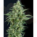 PYRAMID SEEDS - Kryptonite