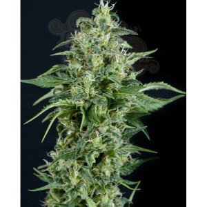 PYRAMID SEEDS - Kryptonite
