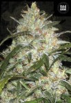 BULK SEED BANK - Grapefruit