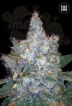 BULK SEED BANK - Auto Blueberry Berry