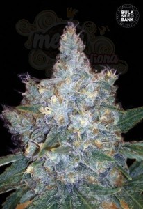 BULK SEED BANK - Auto Blueberry Berry