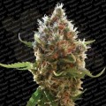 PARADISE SEEDS - Lucid Bolt