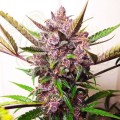 Blueberry Auto