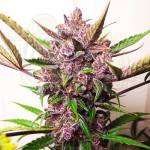 Blueberry Auto