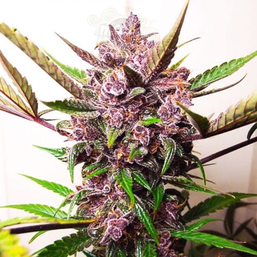 Blueberry Auto