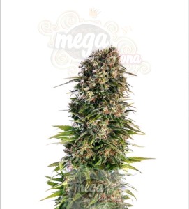 Afghan Kush Auto 
