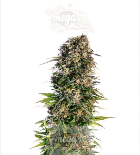 Afghan Kush Auto 