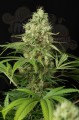 DINAFEM - Shark Shock CBD